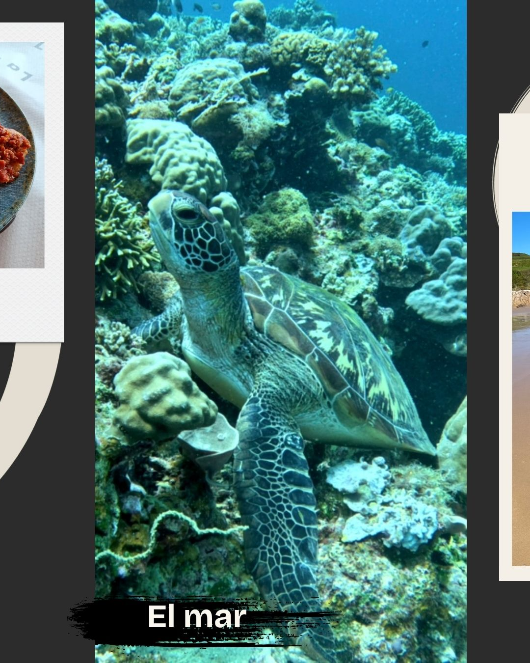 Tortuga verde nadando en aguas cristalinas de Filipinas - Buceo sostenible en arrecifes de coral llenos de vida