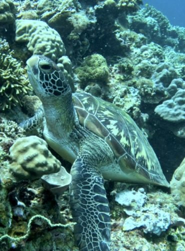 Tortuga verde nadando en aguas cristalinas de Filipinas - Buceo sostenible en arrecifes de coral llenos de vida